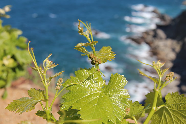 grøn, blad, vin, grund, havet, Ocean, Roche
