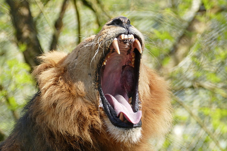 lav, zubi, divlje, životinja, griva, mačka, priroda