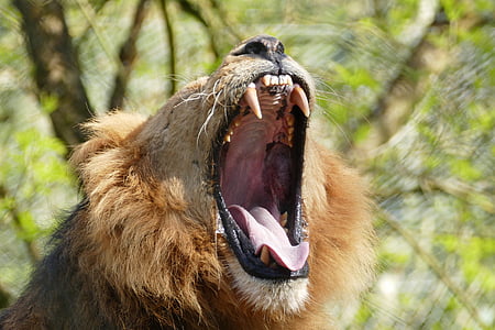 ライオン, 歯, 野生, 動物, たてがみ, 猫, 自然