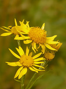 Arnika, Arnica montana, léčivá rostlina, květ, květ, Bloom, závod