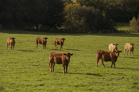 krowa, Bull, mikstury, napój, łąka, bydło, hodowla bydła