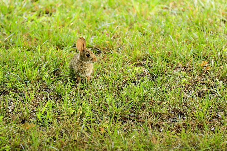 Bunny, tavşan, doğa, çimen, yaban hayatı