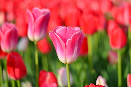 Тюльпаны, красный, макрос, яркие цвета, Природа, крупным планом, Турция