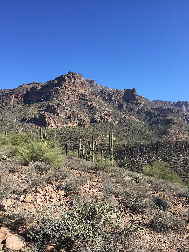 desierto, cactus, Arizona, naturaleza, paisaje, Saguaro, paisaje desértico