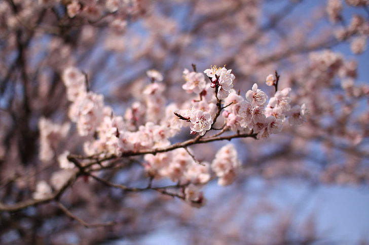 legno, fiori rossi, albero, tempo di primavera, colore rosa, natura, ramo