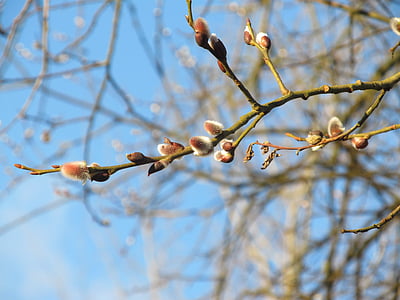 pussy willow, primavera, rama, flor, floración, del pasto, árbol
