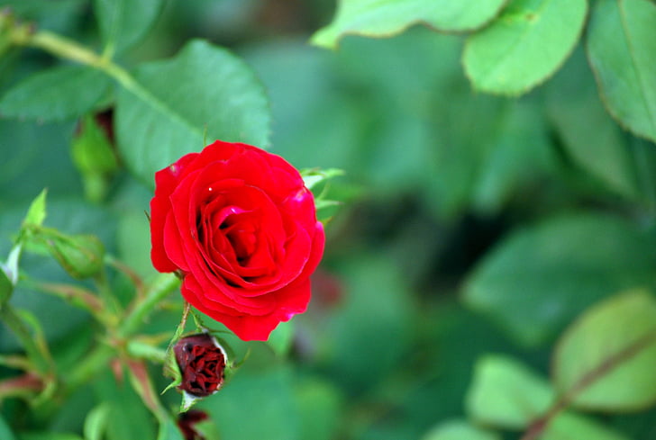 Троянда, квітка, мила, різноманітність, Валентина, червоний, Кохання