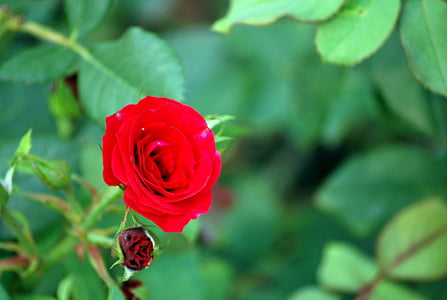 Rose, fleur, Sweetheart, variété, Saint-Valentin, rouge, amour