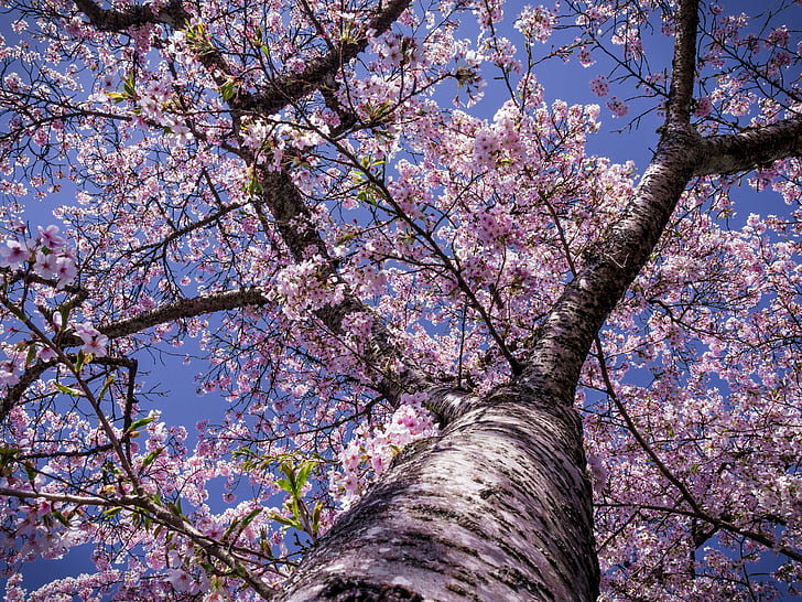 cherry, blossom, tree, bloom, nature, spring flowers, pink