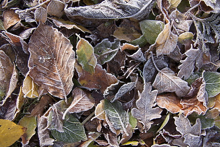 Есенни листи, скреж, утайката, студено, замразени, лед, влажност