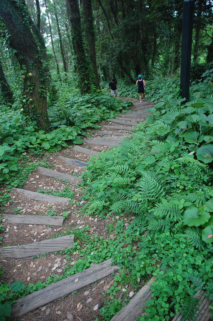 trail, forest, trees, nature, green, stairs, footpath