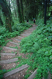 stezka, Les, stromy, Příroda, zelená, schodiště, pěšina