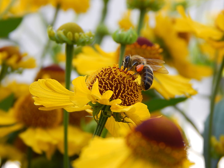 Thiên nhiên, Hoa, con ong