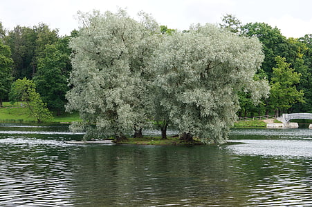 landskapet, sølv willow, Lake, Gattsjina