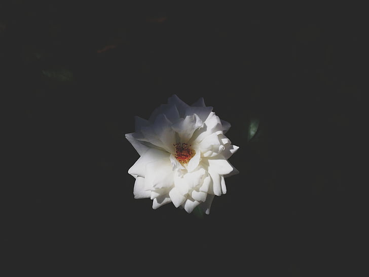nature, flower, flowers, bloom, white, plant, petals