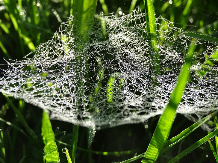 Cobweb, jaring laba-laba, embun, tetesan, basah, pagi, alam