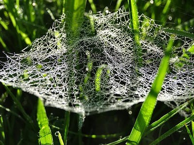 cobweb, spiderweb, dew, droplets, wet, morning, nature