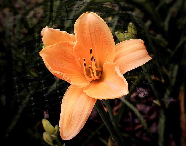 daylily, daylily Damasco, daylily laranja, Hemerocallis, flor, planta perene, lírio