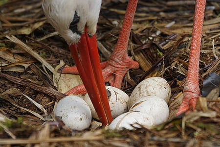 stork, white stork, rain, scrim, egg, breed, storchennest