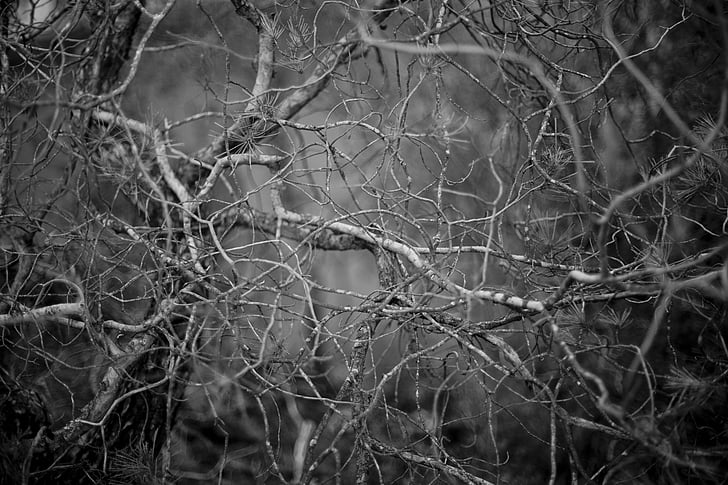 branches, Forest, noir et blanc, arbuste, automne, arrière-plan