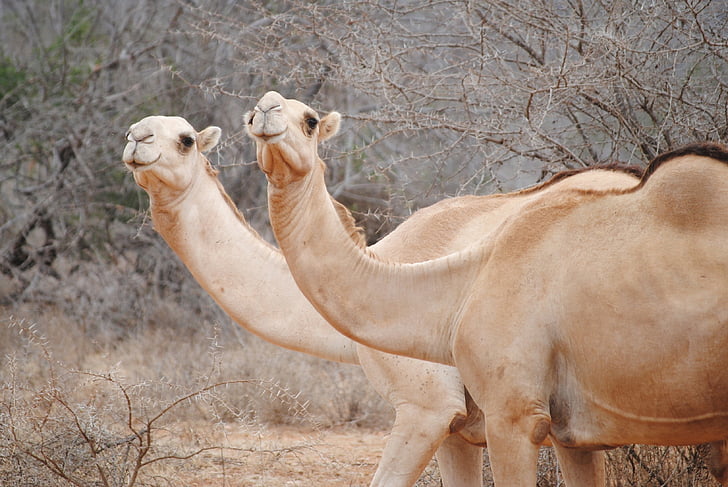 kenya, africa, camels, national park