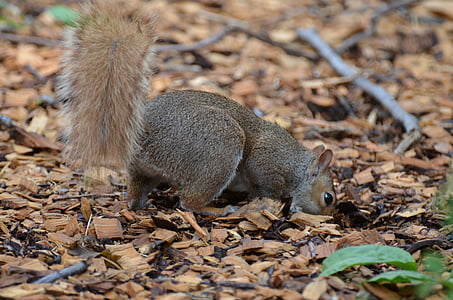 écureuil, rongeur, animal, New york, Parc, central park, faune