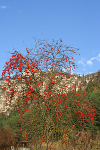 Burg arnsberg, Valle del Altmühl, Parque de naturaleza Altmühltal, otoño, Rowanberries, Fresno de montaña, cielo azul