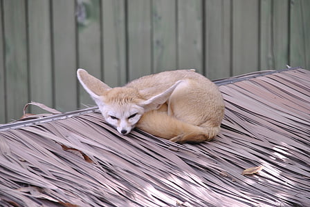 Pouštní liška, přísloví, Zoo