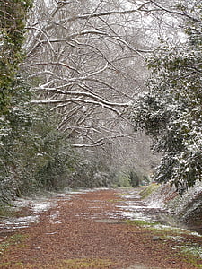 ziemas, laika apstākļi, auksti, sniega, daba, meža, sezonas