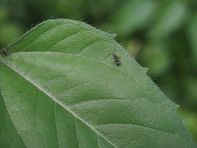 ant, leaf, nature, black, insect, vermin, animal
