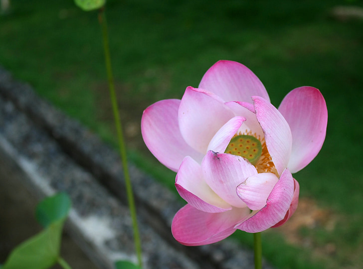 Bunga, Teratai, Lotus, Bali, Indonésie, Asijské, květ