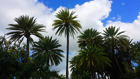 palm, clouds, sky, nature, tropical, travel, island