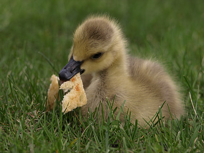 patka, pače, kruh, jede, slatka, žuta, beba
