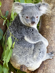 koalabjørn, dyr, pattedyr, søt, natur, dyreliv, eukalyptus