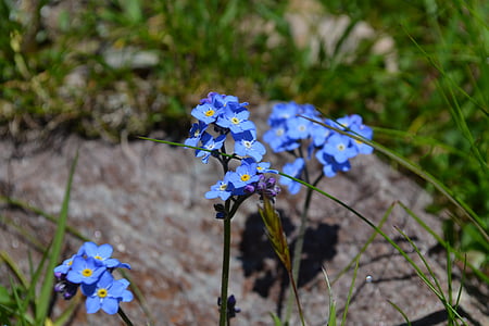 flowers, blue, prato, petals, nature, landscape, spring