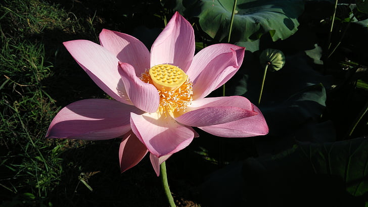 Lotus, letné, dobré počasie