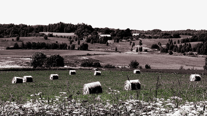 paesaggio, rurale, azienda agricola, Panorama, campi, piante, campo