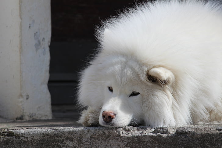 Samoieda, cão, canino, animal de estimação, animal, Branco, cãozinho