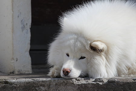 samoyed, สุนัข, สุนัข, สัตว์เลี้ยง, สัตว์, สีขาว, สุนัข