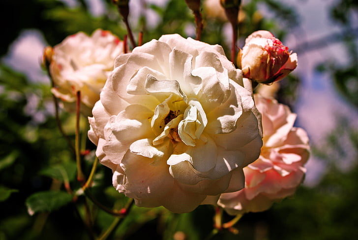 розово, цветя, лято, природата, Градина, венчелистче