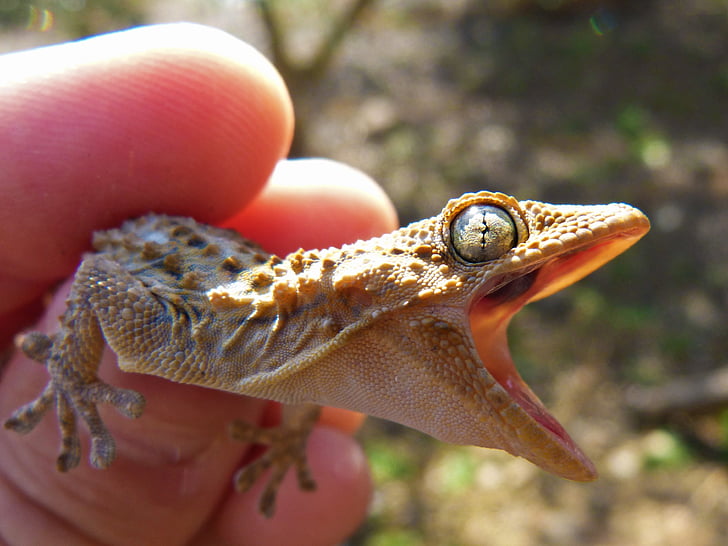 Gecko, skrik, trussel, øgle, Reptile, drage, hånd