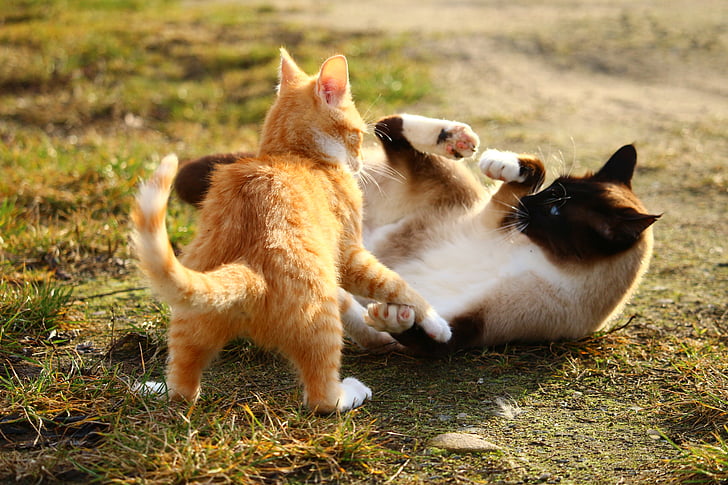 kočka, siamská kočka, siamská, plemeno kočky, kočičí miminko, kotě, boj