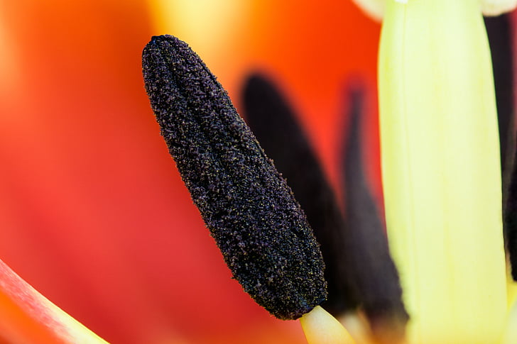Tulipa, planta, detall, flor, detall de la flor, natura, barra