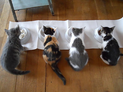 Kot, karmienie, młody kot, zwierząt