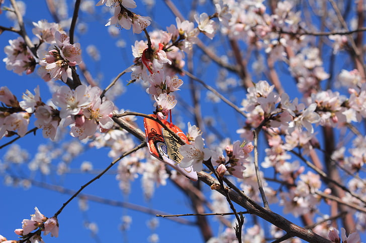 Peach blossom, broskyňa násypom, Tianjin