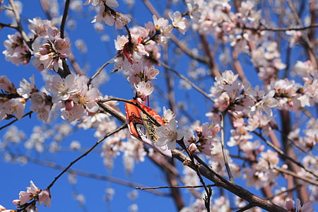 Peach blossom, persikka penger, Tianjin