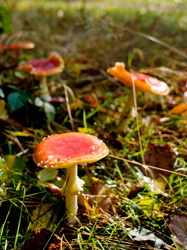 champignons, Forest, automne, Allemagne, Basse-Saxe, nature