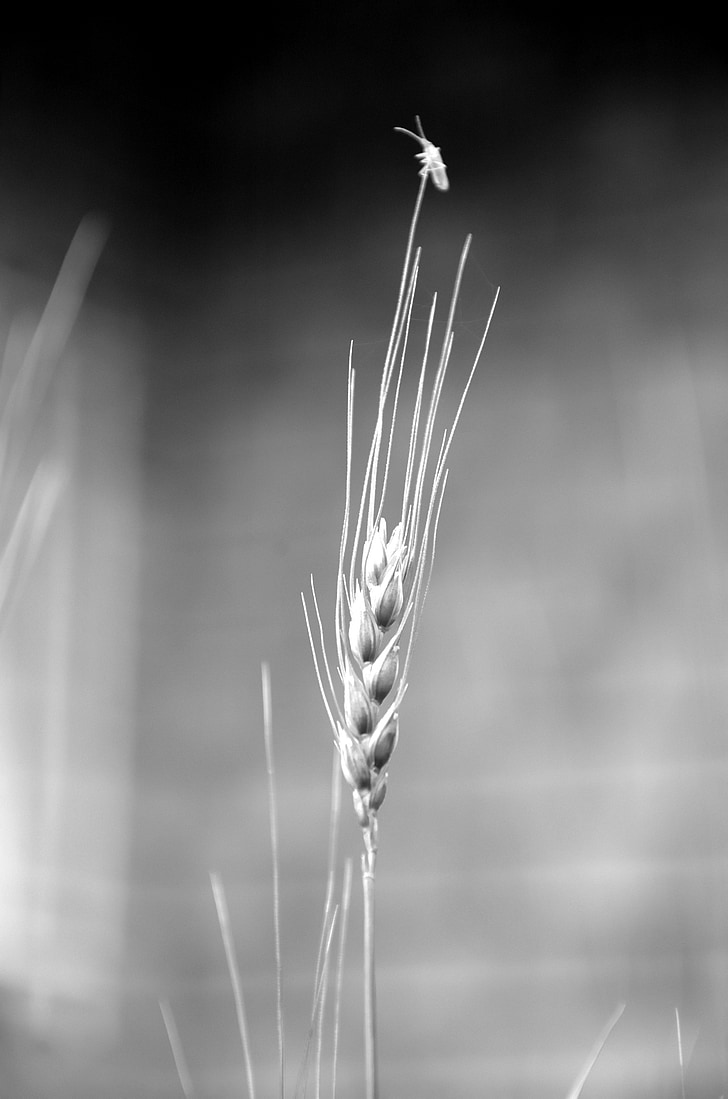grain, wheat, nature, farm life, insect, black and white