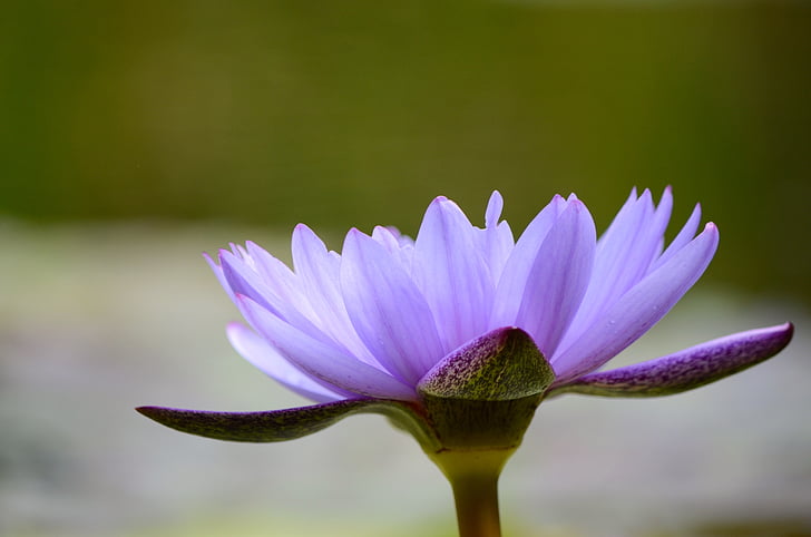 violetti, syksyllä, kukka, lehtien, Lotus, lampi, Bloom