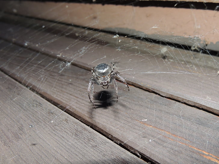 pajek, dlakavi, podrobne, strašljivo, Web, insektov